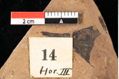 Foto (Detailansicht) von Phyllerium palaeocassiae Ettingshausen (NHMW-GEO-2024-0188-0014)